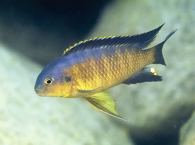 Tropheops sp. 'chinyamwezi' Chinyamwezi Island